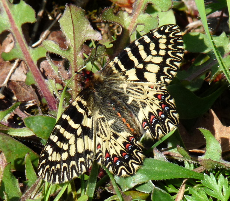 Zerynthia : Zerynthia cassandra